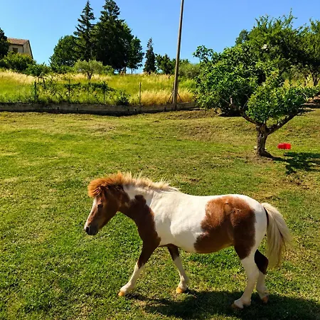 La Collina Dei Castagni